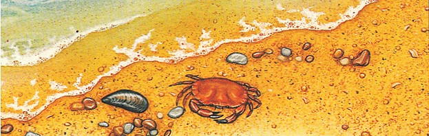 Морской песок — смесь частиц кварки, раковин и органических веществ